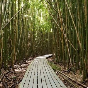 Meet your Posher, Eva